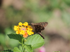 Thorybes dorantes dorantes