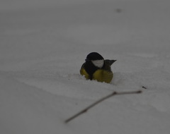 Parus major