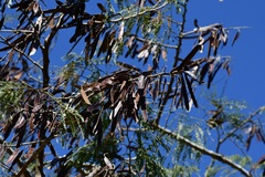 Leucaena diversifolia