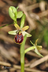 Ophrys sphegodes