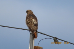 Buteo jamaicensis