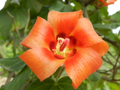 Hibiscus elatus