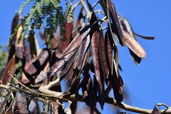 Leucaena diversifolia