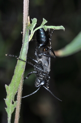 Stangeella cyaniventris