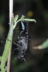 Stangeella cyaniventris
