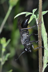 Stangeella cyaniventris