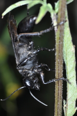 Stangeella cyaniventris