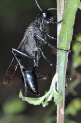 Stangeella cyaniventris