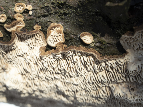 Minkštoji urvuotė nuotrauka