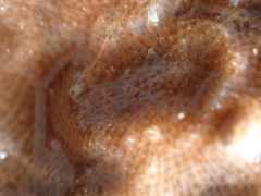 Schizomavella linearis