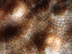 Schizomavella linearis