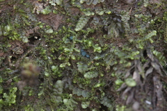 Mniaecia jungermanniae