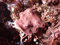 Mesophyllum lichenoides