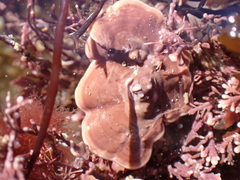 Mesophyllum lichenoides