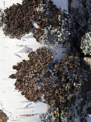 Melanohalea olivacea