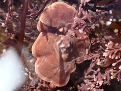 Mesophyllum lichenoides