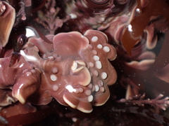 Mesophyllum lichenoides