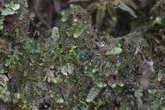 Mniaecia jungermanniae
