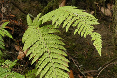 Polystichum dudleyi