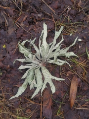 Ramalina fraxinea