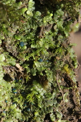 Mniaecia jungermanniae