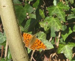 Polygonia c-album