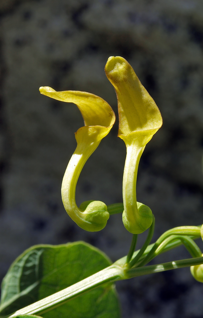 Subgenus Aristolochia