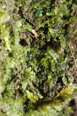 Mniaecia jungermanniae