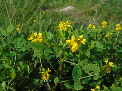 Trigonella corniculata