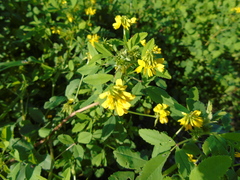 Trigonella corniculata