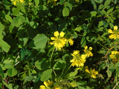 Trigonella corniculata