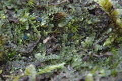 Mniaecia jungermanniae