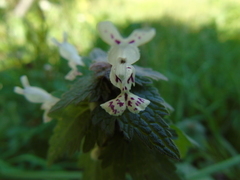Lamium bifidum