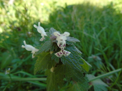 Lamium bifidum