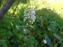 Capsella grandiflora