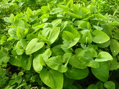 Aristolochia iberica