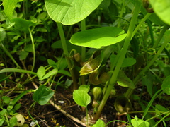 Aristolochia iberica