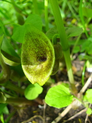 Aristolochia iberica