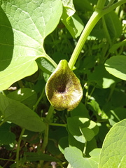 Aristolochia iberica