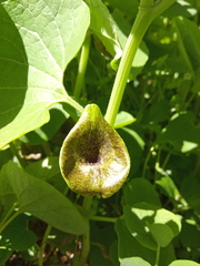 Aristolochia iberica