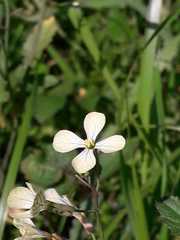 Raphanus raphanistrum raphanistrum