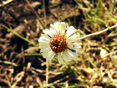 Helenium radiatum
