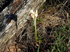 Mandevilla petraea