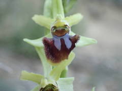 Ophrys sphegodes massiliensis