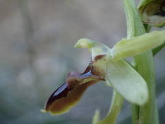 Ophrys sphegodes massiliensis