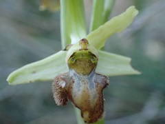 Ophrys sphegodes massiliensis