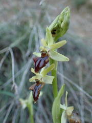 Ophrys sphegodes massiliensis