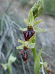 Ophrys sphegodes massiliensis