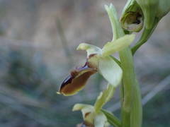 Ophrys sphegodes massiliensis