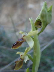 Ophrys sphegodes massiliensis